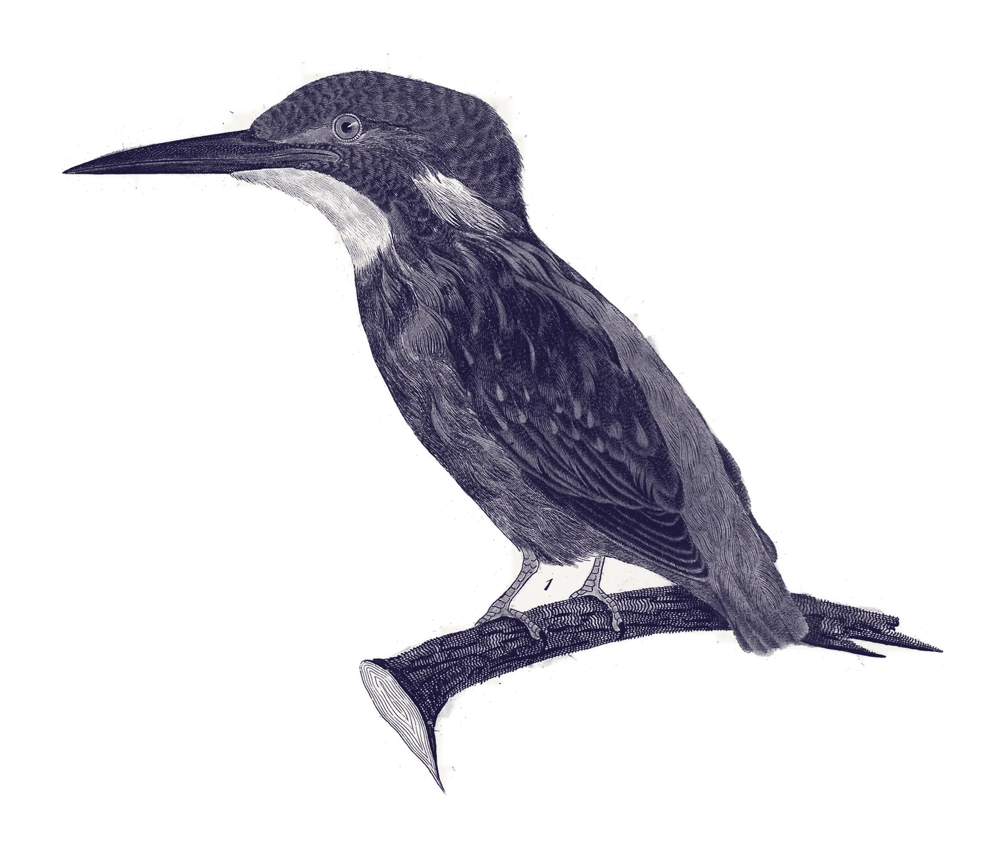 De ijsvogel, ets